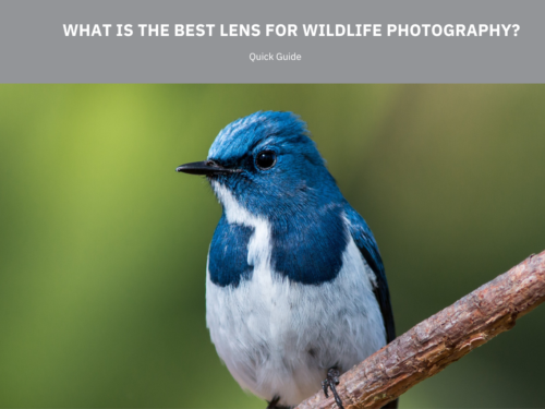 Perfect Wildlife Lenses Quick Guide